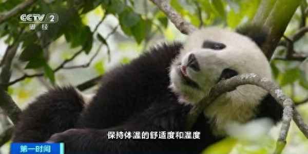 添崽财经,添宝是什么意思
