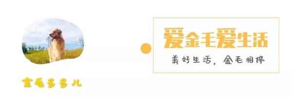 金毛健康、金毛健康體重對照表