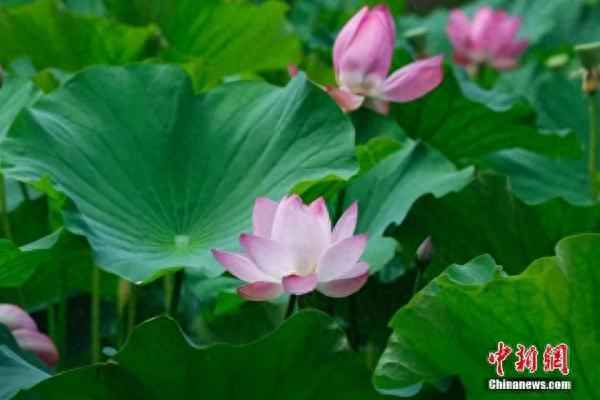 七月流火是哪个节气、七月流火指的是什么时节