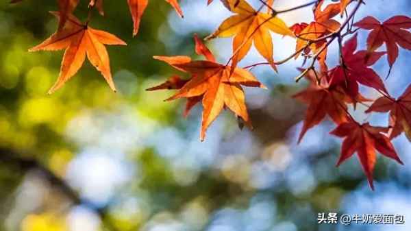 10月份属于深秋吗—10月算不算深秋