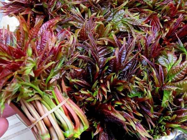 腌香椿芽自家腌制香椿方法_腌制香椿芽正宗做法
