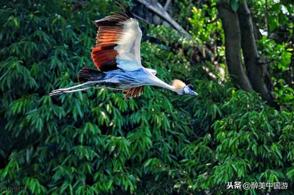 長(zhǎng)隆飛鳥(niǎo)樂(lè)園游玩要多少時(shí)間—長(zhǎng)隆飛鳥(niǎo)樂(lè)園半天能玩得完嗎