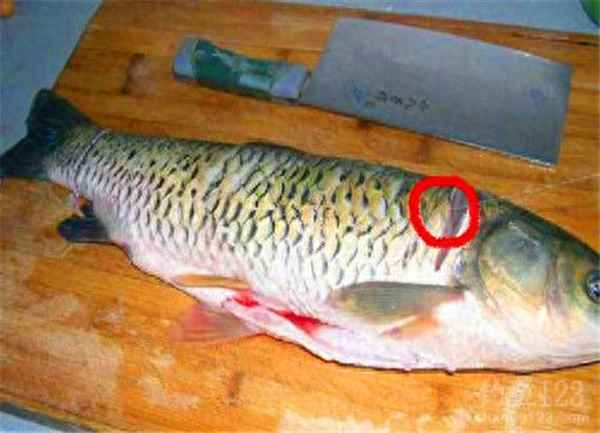 鯉魚清蒸的做法怎么樣做-鯉魚清蒸的做法怎么樣做好吃