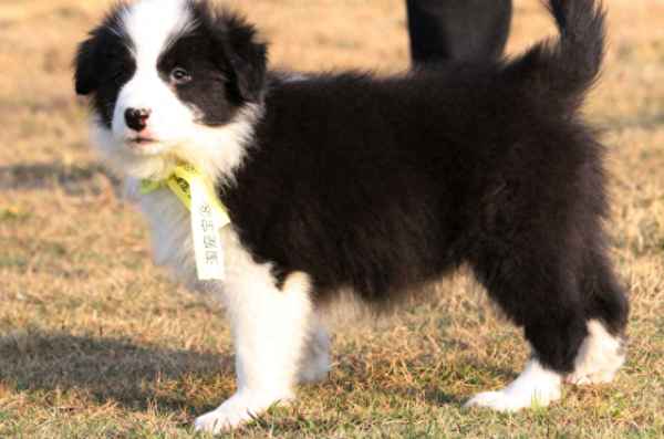 邊境牧羊犬幼犬的價格(邊境牧羊犬幼犬價格多少錢一只)