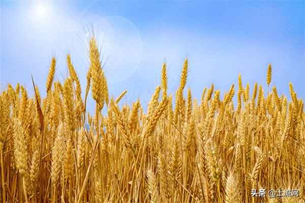 郑麦136小麦品种介绍、郑麦132小麦品种介绍