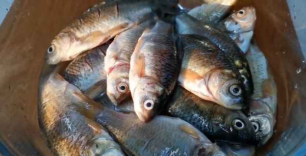 干炸小鯽魚怎么做酥脆好吃;干炸帶魚怎么做酥脆好吃