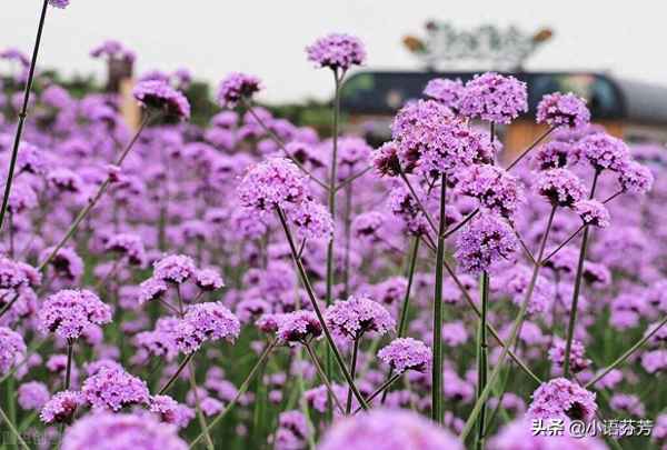 《静女》原文和翻译、静女原文朗读