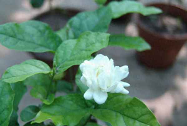 最貴的茉莉花品種,最貴的茉莉花茶叫什么
