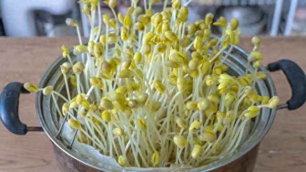 怎樣涼拌黃豆芽好吃、怎樣涼拌黃豆芽好吃呢