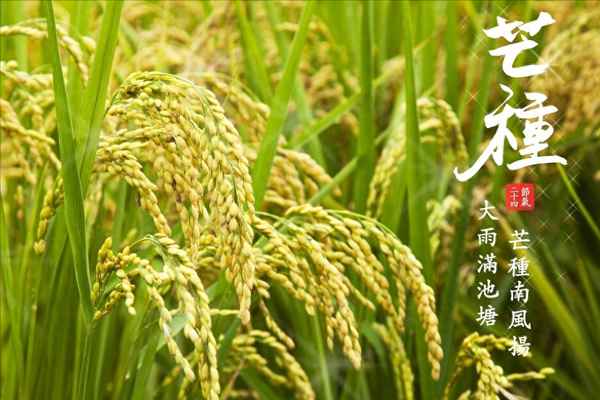 芒種節(jié)氣適合吃的菜(芒種節(jié)氣飲食禁忌)