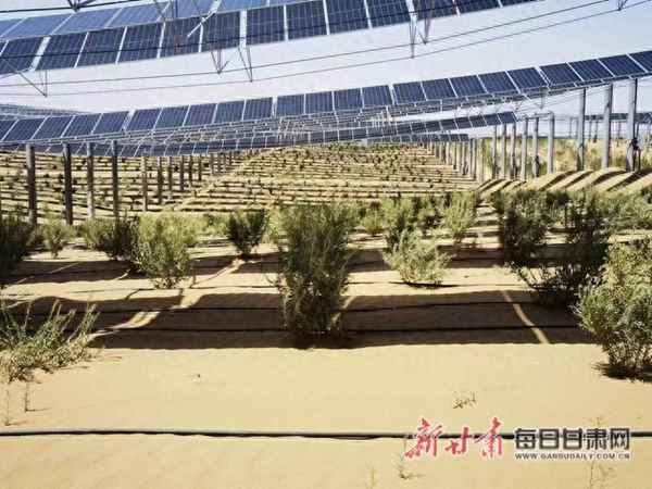 600277公司最新消息—600276最新消息