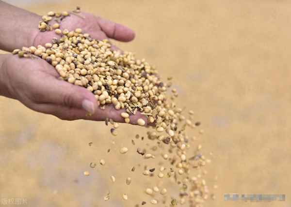 大豆价格行情 大豆价格走势—2023年秋大豆暴涨