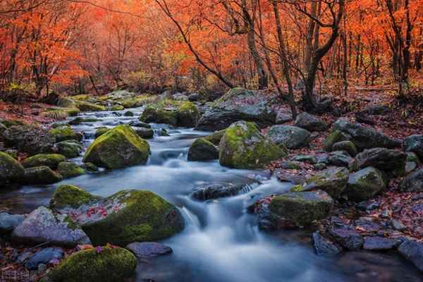 什么去花还在什么来鸟不惊、什么来什么去的花朵