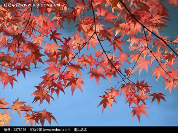 惟愿君心似我心诗句-惟愿君心似我心的意思