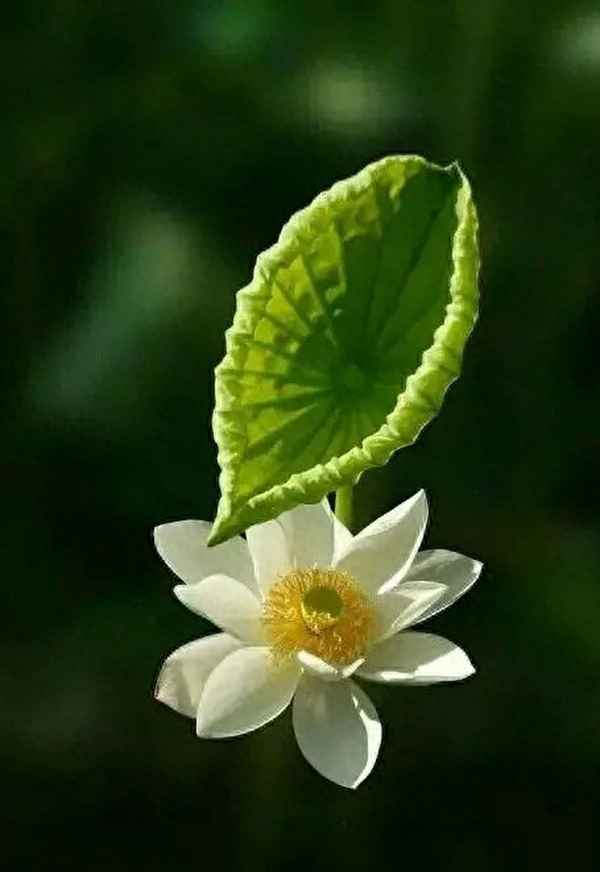 關(guān)于靜的唯美句子—關(guān)于靜的唯美句子大全