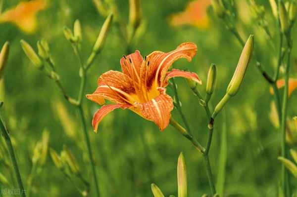 黃花菜金針菜的吃法(金針黃花菜的做法大全)