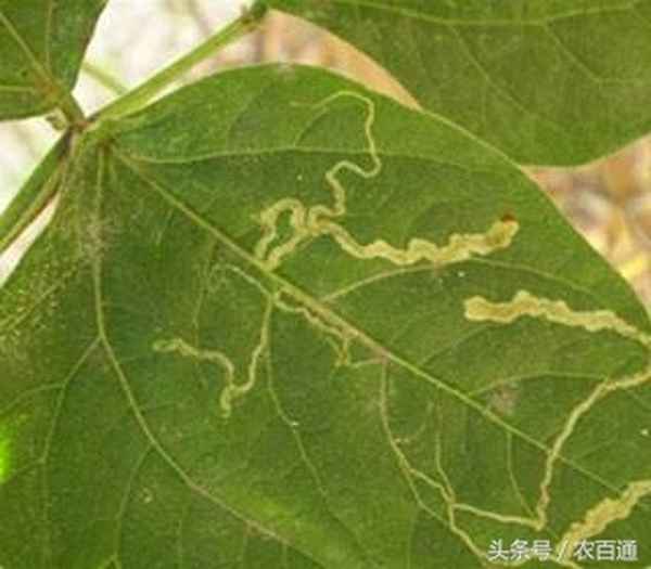 蛇形茄子做法大全_蛇形棋圖片