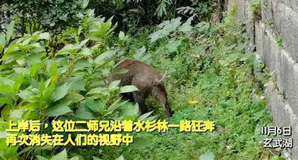 合肥环湖大道野猪(合肥一野猪在公园出没)