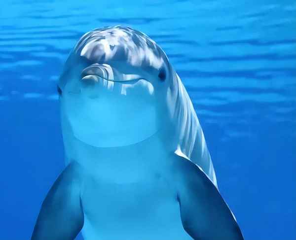 观察鱼的实验验并记录-观察鱼实验报告单