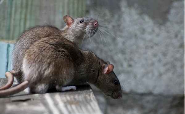 什么情况下老鼠会咬人-什么情况下老鼠会咬人手指