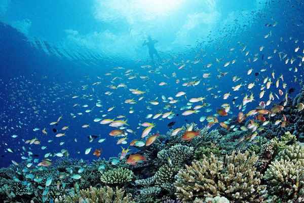 馬爾代夫雙魚島浮潛如何,馬爾代夫雙島游攻略