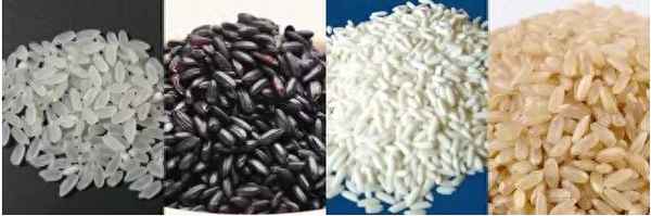 稻作农业的起源和基本过程-稻作农业是什么意思