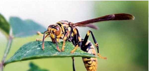 什么蜜蜂有毒会致死,哪种蜜蜂有毒图片