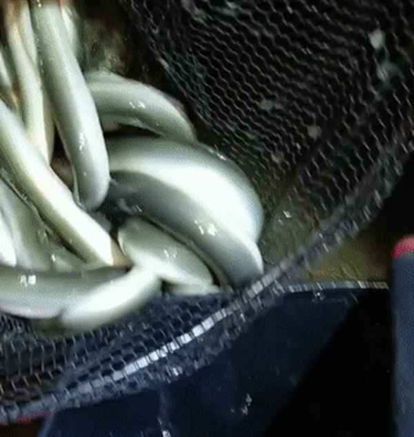 鰻鱺和鰻魚的區別-鰻鱺魚的圖片