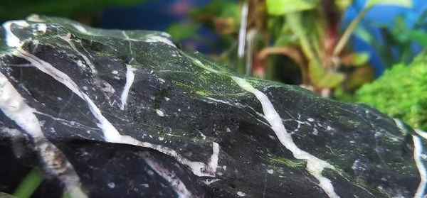 文化藻—文化藻渥