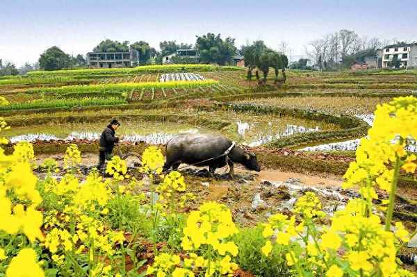 槲叶落山路枳花明驿墙上一句(槲叶落山路枳花明驿墙表达了作者怎样的思想感情)