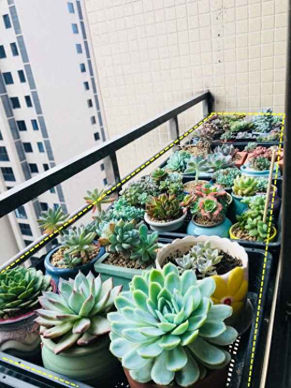高层窗外可以装花架么_高层窗外可以装花架么视频