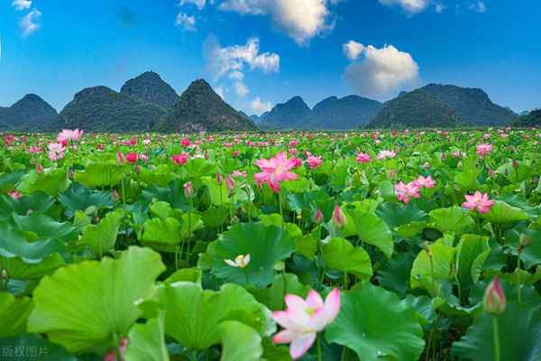 普者黑天鵝湖景點介紹;普者黑景區天氣預報15天查詢