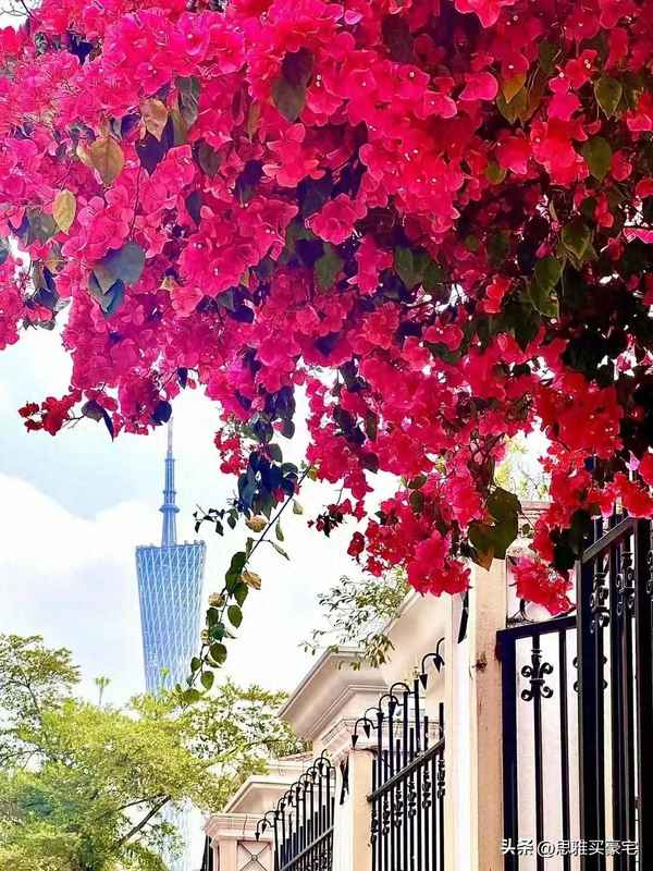 二沙岛26号别墅主人