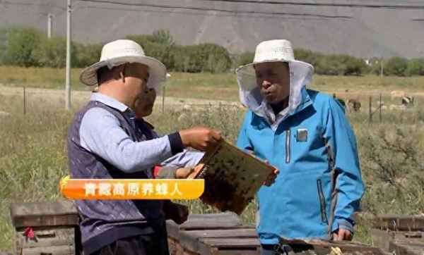 养蜂一年能挣多少钱;养蜂一年能挣二十万吗