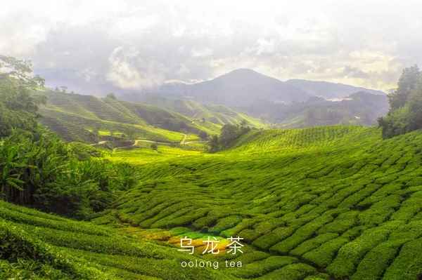炭焙烏龍能冷泡嗎_炭焙烏龍茶是黑烏龍茶嗎