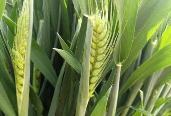 小麦最初起源于哪个国家(小麦最初出产在哪个地方)