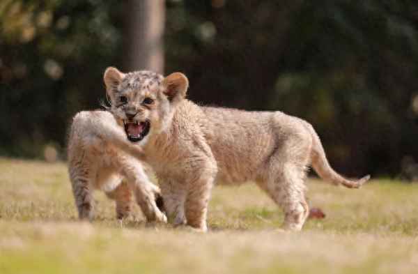 上海野生動物園開放時間;上海野生動物園門票