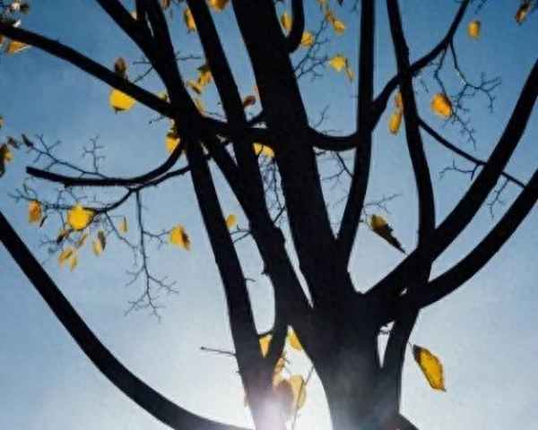深圳租房平台推荐,深圳租房网