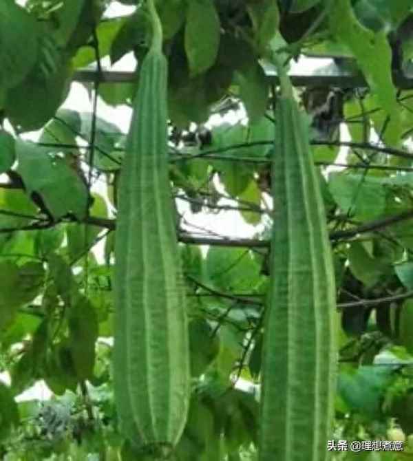 家常炒絲瓜做法大全—絲瓜三鮮湯的做法