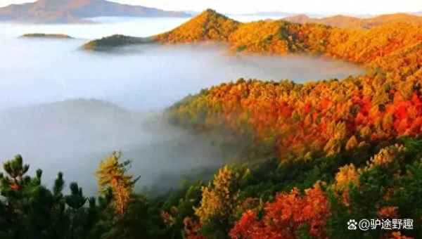 伊春九峰山風景區在哪里;伊春大青山風景區簡介