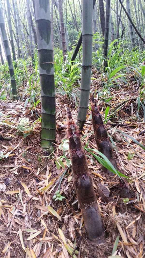 波爾登景區導游圖,波爾登景區導游圖片大全
