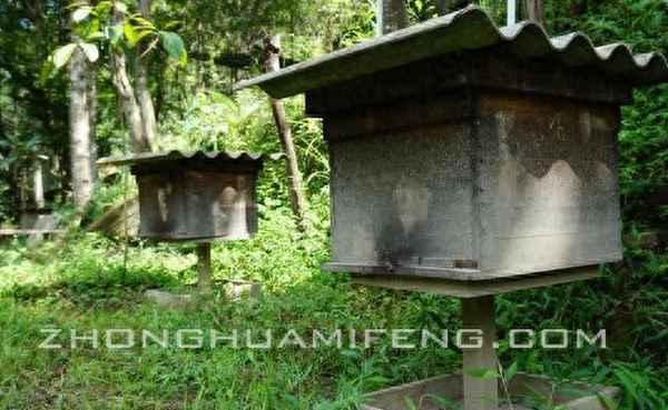 蜜蜂怎样才会主动离开、蜜蜂飞进家里预示什么风水