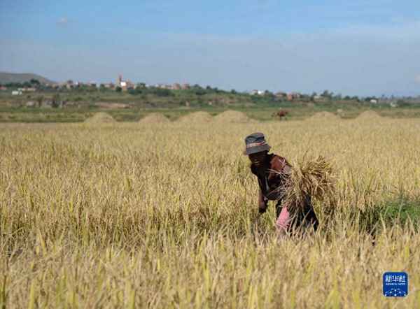 杂交水稻在哪里培育成功;杂交水稻在哪里培育成功的