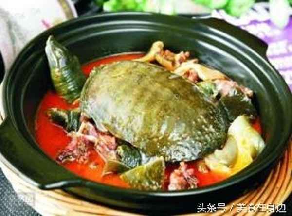 黃燜甲魚(yú)是什么味型的;黃燜甲魚(yú)是什么味型的魚(yú)