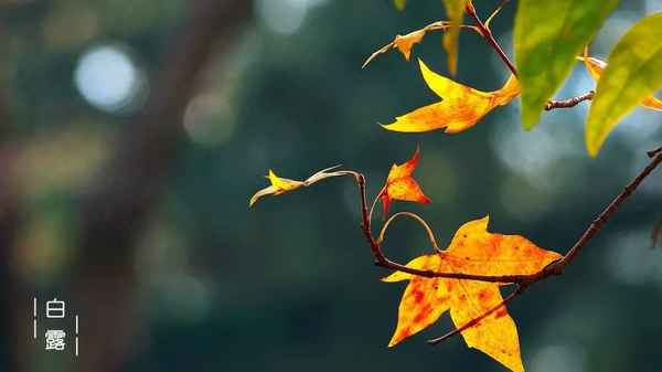 关于白露的诗词名句-关于白露的诗词名句有哪些