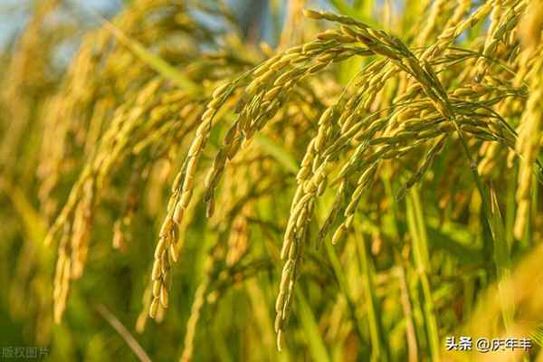 最新水稻直播技術(shù)視頻—水稻直播種植技術(shù)視頻