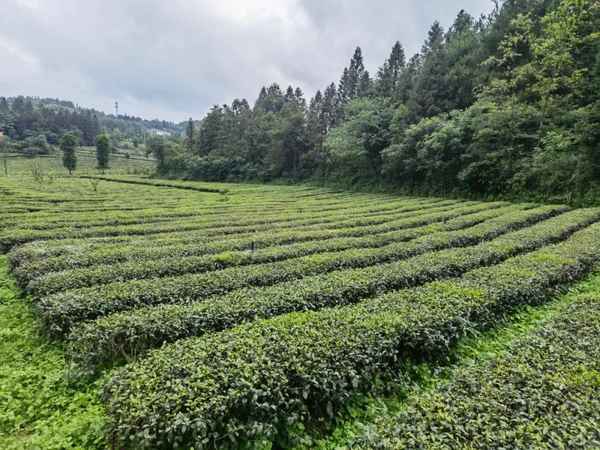 财经王晓路(王晓玉 上海财经大学)