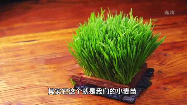 小麥苗汁哪些人不能喝,青汁的飲用注意事項