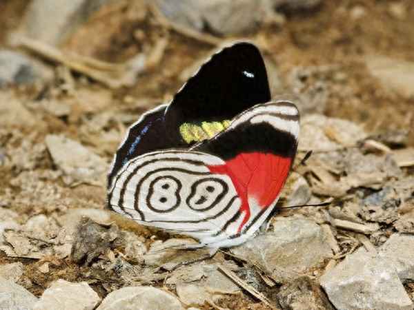 名种b型外观图蝴蝶-唇形分为哪几种及图片