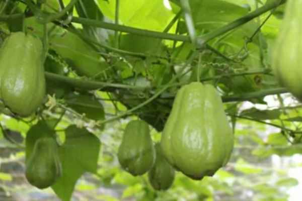 佛手瓜種植技術(shù)與栽培管理;佛手瓜種植技術(shù)與栽培管理佛手瓜種子